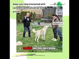 How to keep your dog focused during walks