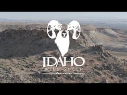 Bighorn Mortality Investigation - ID WSF