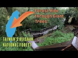 Taiwan's Alishan National Forest