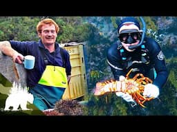 The Hunt for Nature's Organic Gold | Spiky Gold Hunters | Adventure Series