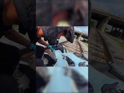 Rider vs Train