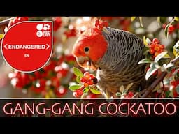 Australian Cockatoos: Gang-gang Cockatoo ( Endangered ) feasting on Firethorn Berries