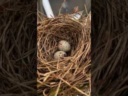 Cardinal Babies Grow Over 10 Days!