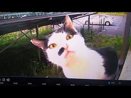 Criminal cats spotted on camera 🎥🐱