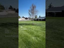 Lawn Transformation COMPLETE!  Just add water!