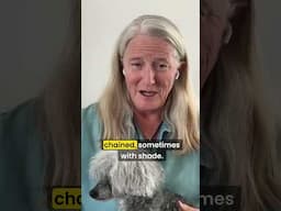 Vet warns against early spay and neuter