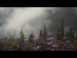 Mahler 3: Nature Finds a Voice | June 14-16