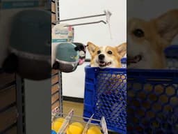 We forgot their toys! ​⁠