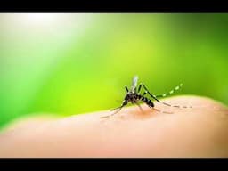 🦟 Call of Summer — 15 Minutes of Natural Mosquito Sounds