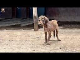Crying all his life after being shunned, he tearfully looked at us to beg for help