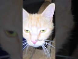 Kitten spits are so cute #narrowayhomestead #offgridlife #aslandog #kittens