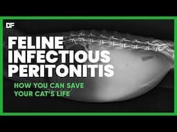 "Cracking the Code: Understanding Feline Infectious Peritonitis (FIP)"