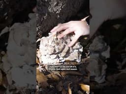 Learn How to #Forage and Cook Wishi, a Tasty Mushroom Found in the #Cherokee Nation. 🍄