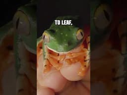 Leaf Frog with Tiger Stripes!