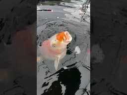 Koi Crazy Moments! #shorts