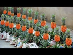 Everyone’s Throwing This Away – I Used It to Grow a Pineapple Farm!