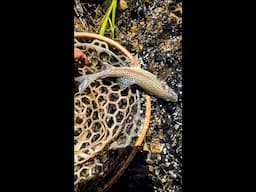 Fly Fishing a Medium-Sized Creek, a breakdown