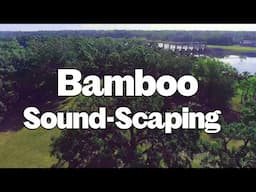 How We Planted a Bamboo Wall to Block Road Noise| Sustainable Sound Scaping