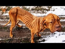 Hero Vets Share The Real Secret To Saving Starving Dogs During Emergencies