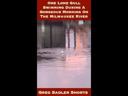 One Lone Gull Swimming During A Gorgeous Morning On The Milwaukee River | Sights From The City