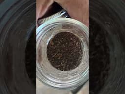 Make your own Dandelion Coffee