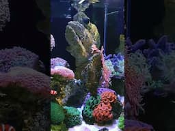 Coral Reef Tank - Fastway