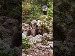 Mother bear with little bears in Slovenia 🐻🧸🧸 #animals #bear  #wildlife #animal #shorts