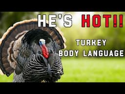 He's Hot: How To Read A Turkey's Body Language