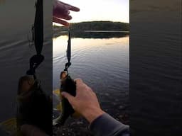 Trigger More Bites with Vibrating Lures #bassfishing