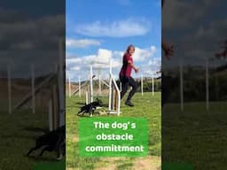 What’s the best handling option for an S-line in dog agility?