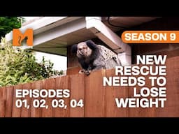 Ruby Needs To Lose Weight in Monkey Life | S09 E01, 02, 03 & 04 | Full Episodes