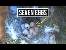 2024 update !  Nesting Series, Incubation and chicks