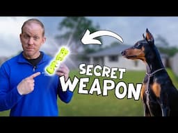 The Secret Training Tool Every Doberman Owner Needs (Game-Changer!)