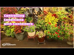 Adding Vibrant Color with Containers | Volunteer Gardener