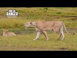 Lioness ROARS!! Hear The POWER!! | Maasai Mara Safari | Zebra Plains