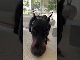 Just a big baby🥹♥️ #doberman #dog #dobermanpinscher