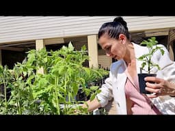 Shopping for Tomato Seedlings | New Eye Massager | Heghineh
