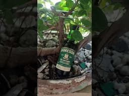Jameson whiskey #shortsvideos #shorts