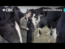 Saving Clydesdales: A woman travels from Scotland to Saskatchewan to save the iconic horse