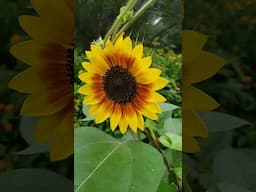 Plant these seeds together for a gorgeous muse for painting subjects