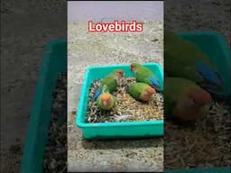 Lovebirds #birds #lovebirds #lovebirdsfarming