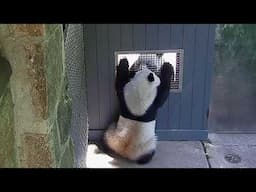 #DCPandas: Giant Pandas Bao Li and Qing Bao Interact at the "Howdy" Window