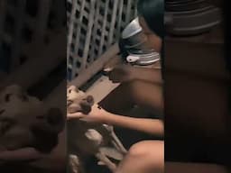 When your dog realizes she's THAT girl 💅🐶✨  #trending #viralvideo #comedy #dog #makeup #philippines