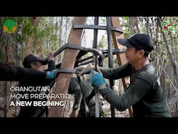 A NEW ORANGUTAN JUNGLE SCHOOL - MOVING PREPARATIONS