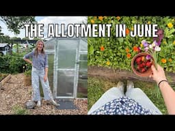 JUNE ALLOTMENT JOBS! / ALLOTMENT GARDENING UK