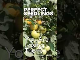 Rushing Tomatoes Transplants? #tomatoes #growingtomatoes