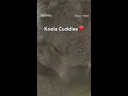 There's always time for some koala cuddles 😌 #Underdogs