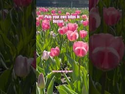 Pick your own tulips in Boston: Tulip Mania🌷💐 #bostonthingstodo #tulipfields #pickyourowntulips