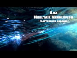Hawaiian Reef Fishies