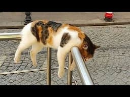 Funny Dogs And Cats Videos 2025 😅 - Best Funniest Animal Videos Of The week